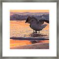 Seagull Stretch At Sunrise Framed Print