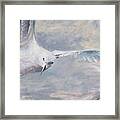 Seagull.oil Painting By Vali Irina Ciobanu Framed Print