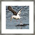 Seagull Water Dance Framed Print