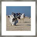 Seagull Yoga Framed Print