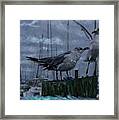Seagulls Framed Print