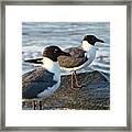 Seagulls Framed Print