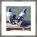 Pidgeons Irondequoit Bay Outlet Framed Print