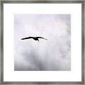 Seagull's Sky 2 Framed Print