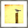 Seagulls Sunset Framed Print