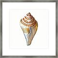 Seashell Art Beach Treasure Sea Shell Iii Framed Print
