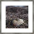 Seashell Framed Print