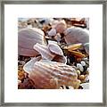 Seashells And Pebbles Framed Print