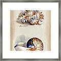 Seashells Murex And Nautilus Framed Print
