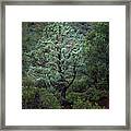 Sedona Tree #1 Framed Print