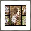 Seed Collage Framed Print