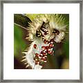 Seed Spill Framed Print