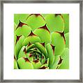 Sempervivum Tectorum Royanum Framed Print