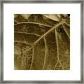 Sepia Foliage Framed Print
