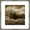 Sepia Tone Of American Bison In Yellowstone Framed Print