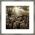 Sepia Tone Of Cholla Cactus Garden Bathed In Sunlight Framed Print