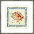 Serene Shores - West Indies Fighting Conch N Starfish Framed Print
