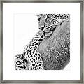 Serengeti Leopard Framed Print