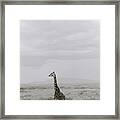 Serengeti Solitude Framed Print