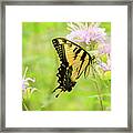 Series Of Yellow Swallowtail #1 Of 6 Framed Print