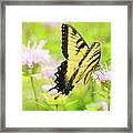Series Of Yellow Swallowtail #4 Of 6 Framed Print