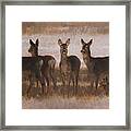 Seven Roe Deers Framed Print