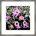 Seven Sisters Rose Abstract Framed Print