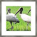 Seven Storks Framed Print