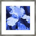 Shades Of Blue Iris Framed Print