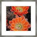 Shades Of Claret Cups Framed Print