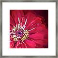 Shades Of Red Framed Print