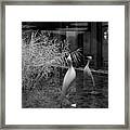 Shadow And Light 13 - Reflections - A Framed Print
