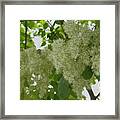 Shadow And Light Framed Print