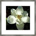Shadows Of Beauty Magnolia Flower Art Framed Print