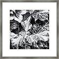 Shadows Of The Ivy 2 Framed Print