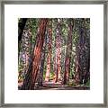 Shady Path Framed Print