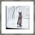 Shake It Off Framed Print