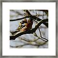 Shake Your Tail Feather Framed Print