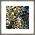 Shaking In The Pines Framed Print