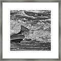 Shark Framed Print