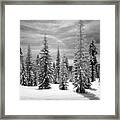 Shasta Snowtrees Framed Print