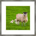 Sheep And Lambs Framed Print