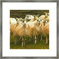 Sheep At Hadrian's Wall Framed Print