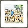Sheep At The Trough Framed Print