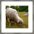 Sheep Begin A New Day Framed Print