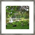 Sheep In A Park Framed Print