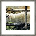 Sheep In A Pen Framed Print