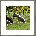 Sheep In Autumn Framed Print