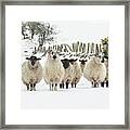 Sheep In Snow Framed Print