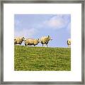 Sheep On Dyke Framed Print